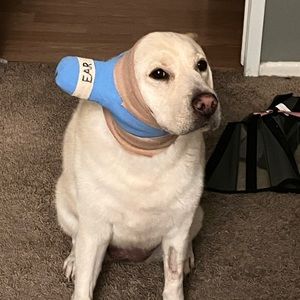 CONSIDERING ALL OFFERS, NEED FUNDS FOR MY DOGS EAR SURGERY